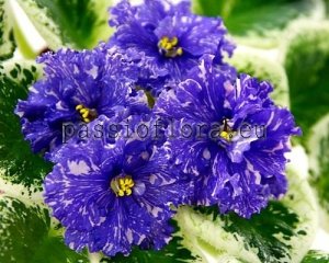 African Violet Seeds VAT-LIVEN x other hybrids