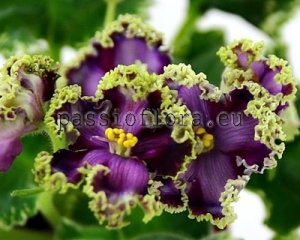 African Violet  Chimera ESH-MAMZEL