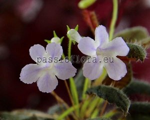 Micro Mini Sinningia muscicola