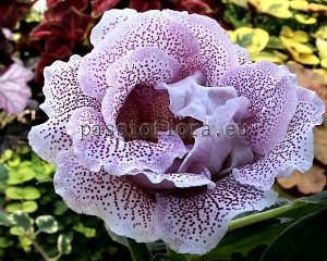 Gloxinia Seeds PF-HYPNOSIS x other hybrids