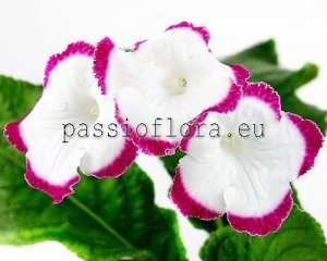 Streptocarpus Seeds SATURN x other hybrids