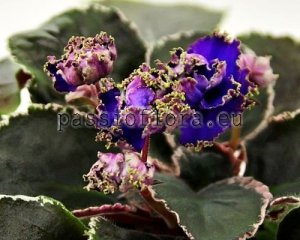 African Violet Seeds RS-DENSE FOREST x other hybrids 