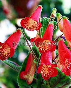 Smithiantha Seeds EXTRA SASSY x other hybrids