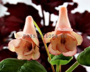 Sinningia  HCY'S LITTLE LOVER