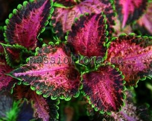 Coleus Seeds PF-CLAUDIA x other hybrids