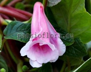 Sinningia SRG'S PINK SYMPHONY 