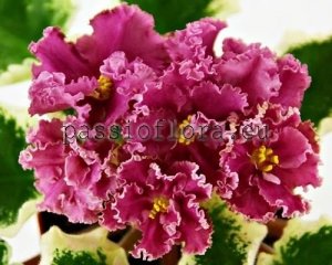 African Violet Seeds LF-SMILE OF SPRING SPORT x other hybrids
