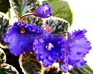 African Violet Seeds EK-STAIRWAY TO HEAVEN x other hybrids