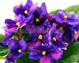 African Violet Seeds RS-ZHONGLER x other hybrids