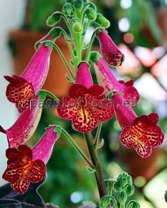 Smithiantha Seeds RF'S ALADDIN x other hybrids