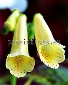 Smithiantha Seeds PF-YELLOW BIRD x other hybrids