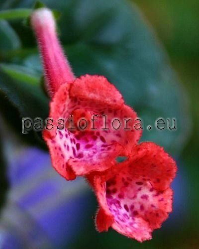 Mini Sinningia AMIGO