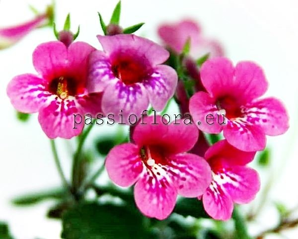 Mini Sinningia SRG'S BAMBOLLA