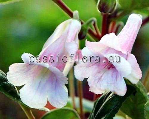 Sinningia SL'S MARIE ANTOINETTE