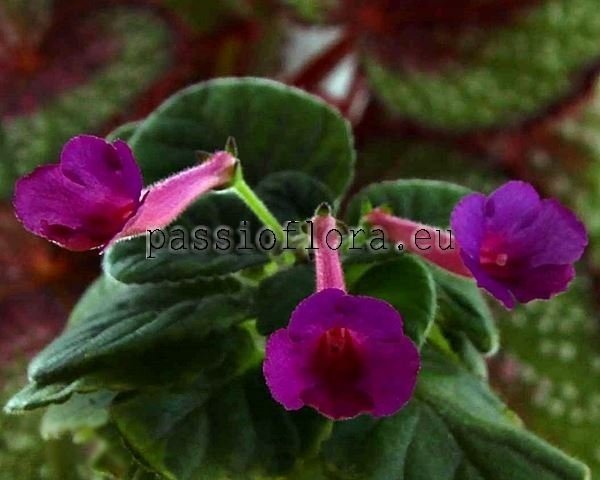 Mini Sinningia Seeds OZARK ROSY CHEEKS 