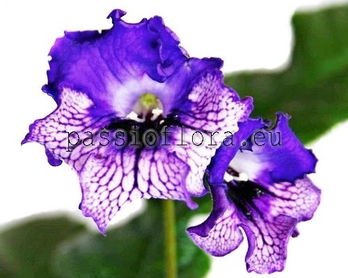 Streptocarpus OI-MAGIC EVENING