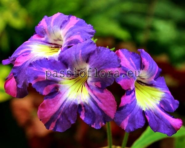 Streptocarpus NEIL'S JAMMIN 