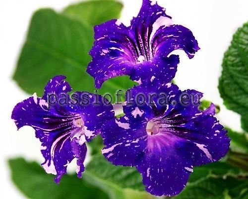 Streptocarpus DS-2019