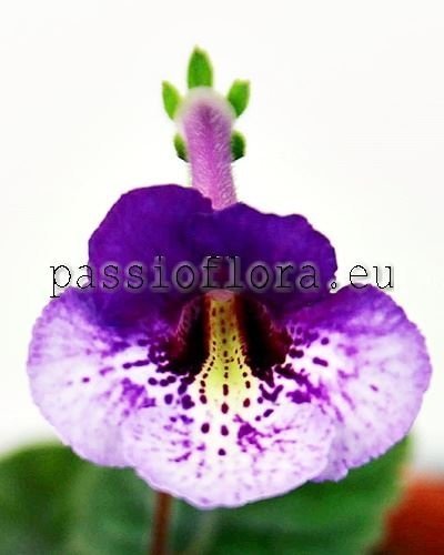 Mini Sinningia FU'S PURPLE KNIGHT