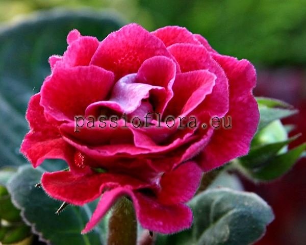 Gloxinia Tuber Passioflora Seedling No 6