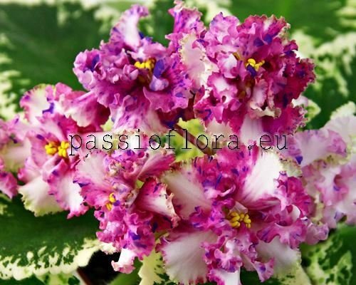 African Violet LE-TRISTAN