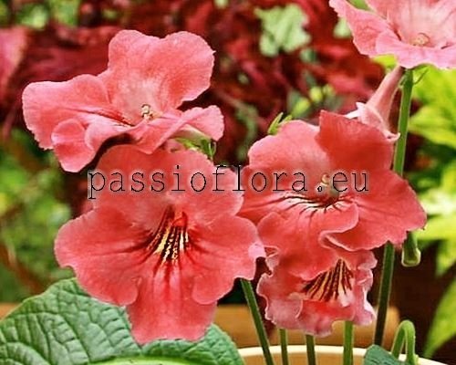 Streptocarpus PEACH 