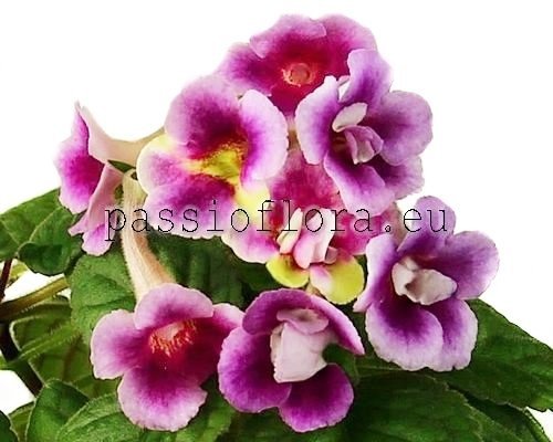 Mini Sinningia TSVET-PENNIY PRIBOY - TSVET-FOAM SURF