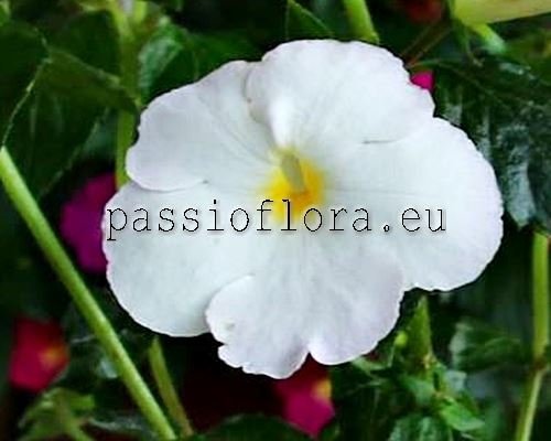 xAchimenantha Aries