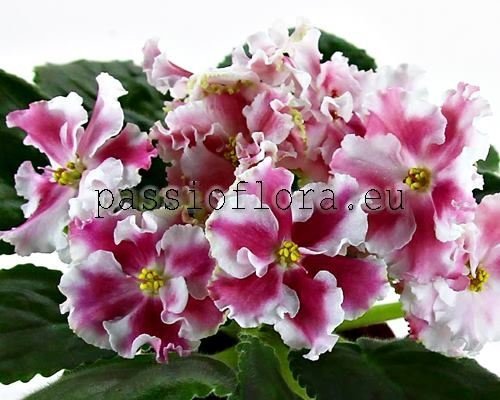 African Violet KO-ORLOVCHANKA