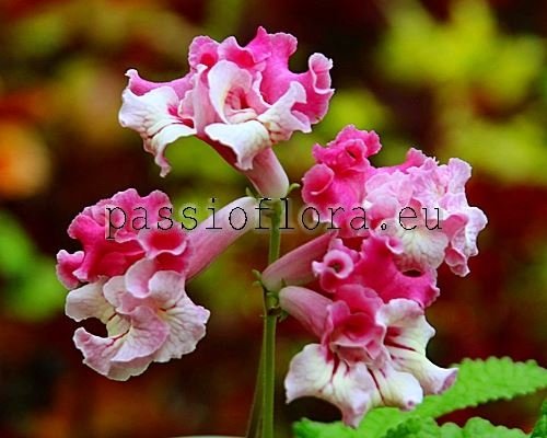 Streptocarpus OD-EXCITING YOUTH - OD-Yunost Volnuyushchaya