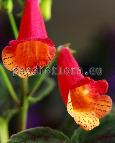 Smithiantha PF-TALISMAN 