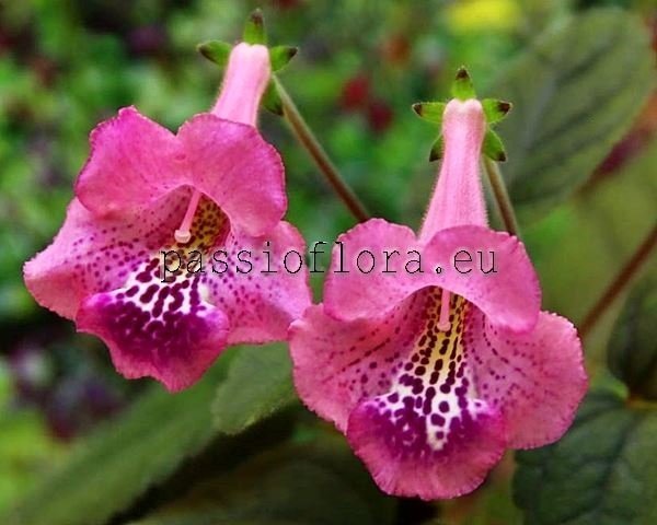 Mini Sinningia Seeds SRG'S MOULIN ROSE 