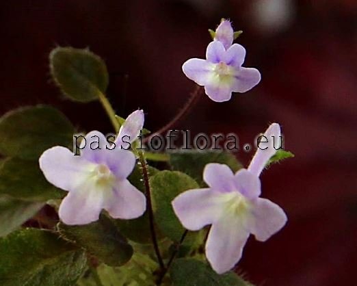 Micro Mini Sinningia pusilla SERRA DA VISTA 