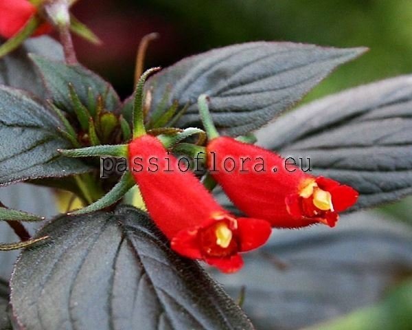 Seemannia LITTLE RED 