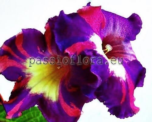 Streptocarpus MONIA