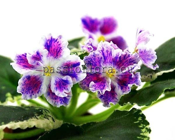 African Violet ND-FIRECRACKER - ND-KHLOPUSHKA