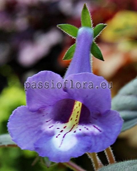 Mini Sinningia Seeds SRG'S BLUE LAGOON 