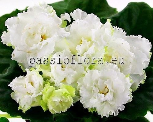 African Violet  RM-KOROLEVSKIE KRUZHEVA