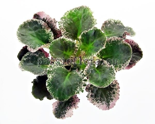 African Violet PT-LOVE ROMANCE - PT-LYUBOVNYY ROMANS
