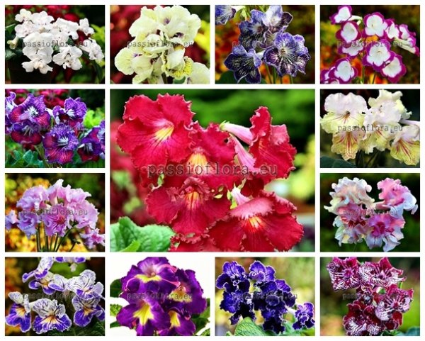 Streptocarpus Seeds MIX 2
