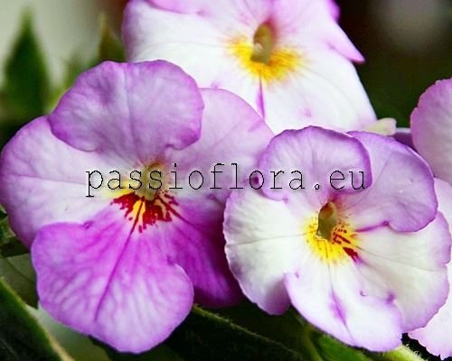 Achimenes BLUEBERRY RIPPLE 