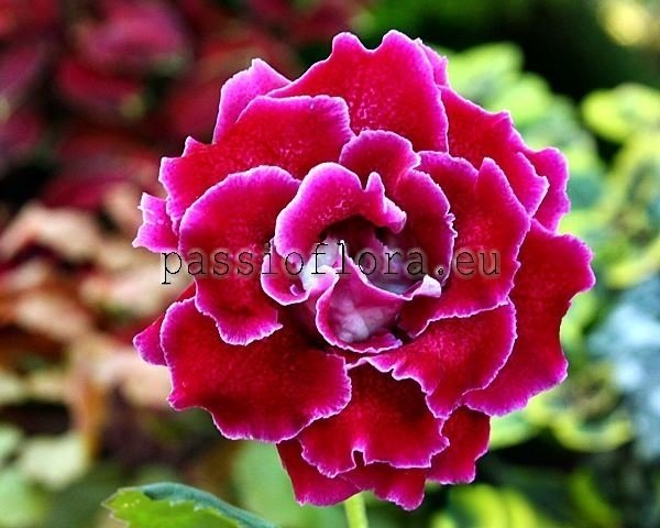 Gloxinia PF-AMOR