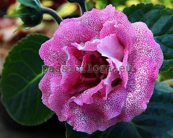 Gloxinia PF-PINK LADY 