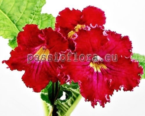 Streptocarpus COLETTE