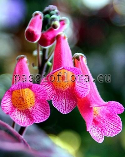 Smithiantha PF-PINK BELLS 