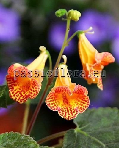 Smithiantha Seeds RF'S VOLCANO KING