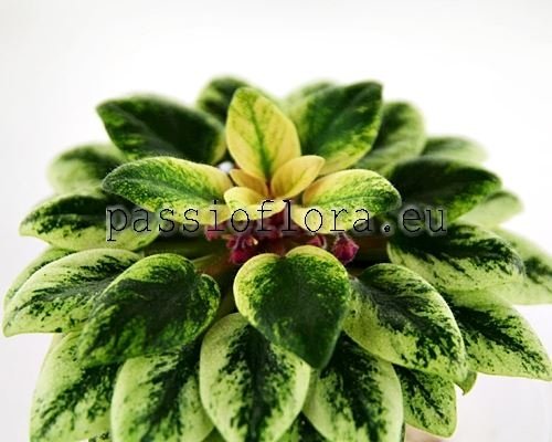 African Violet ROB'S COOL FRUIT - rosette