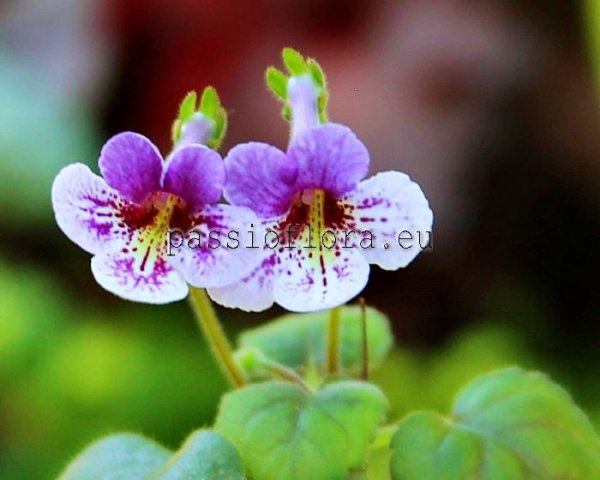 Mini Sinningia FU'S PURPLE KNIGHT