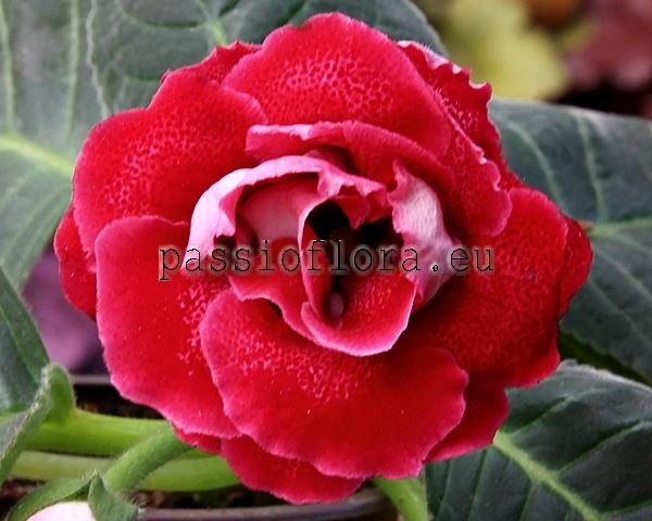 Gloxinia Seeds PF-SMILE 