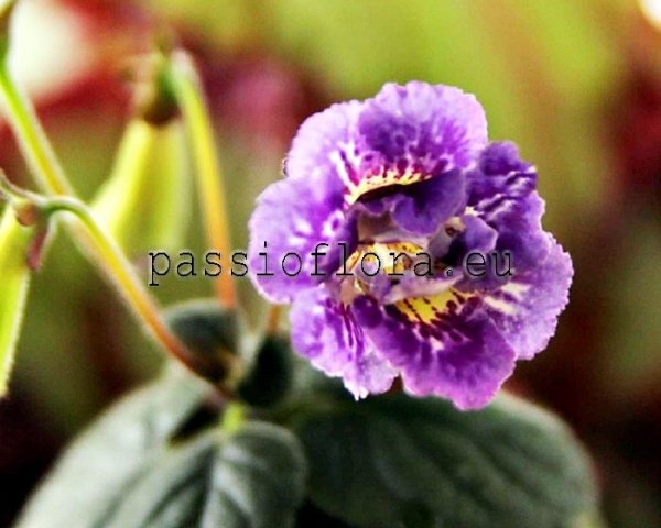 Mini Sinningia  BAL-SEA FOAM